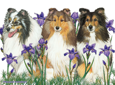 Shelties - Best of Breed Fleece Blanket
