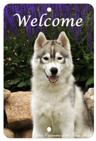 Siberian Husky - Best of Breed  Indoor/Outdoor Aluminum Sign