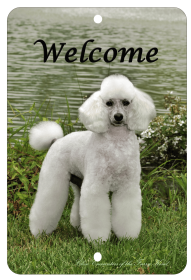 Poodle - White - Best of Breed  Indoor/Outdoor Aluminum Sign