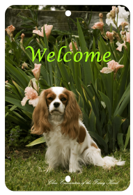 Cavalier King Charles - Blenheim - Best of Breed  Indoor/Outdoor Aluminum Sign