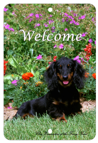 Dachshund - Black and Tan - Longhair - Best of Breed  Indoor/Outdoor Aluminum Sign