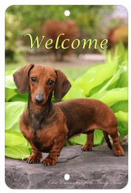 Dachshund - Red - Best of Breed  Indoor/Outdoor Aluminum Sign