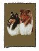 Collie Cotton Woven Throw