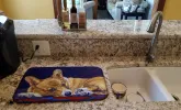 Corgi - Blue Lonesome Art Dish Drying Mat