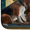 Beagles, Cats Back to School Bathroom/Kitchen Mat