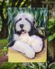 Bearded Collie 1 Garden Flag
