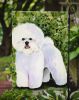 Bichon Frise 5 Garden Flag