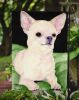 Chihuahua 9 Garden Flag