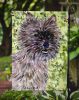 Cairn Terrier 4 Garden Flag