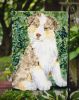 Australian Shepherd 21 Garden Flag