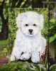 Bichon Frise 7 Garden Flag