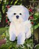 Bichon Frise 8 Garden Flag