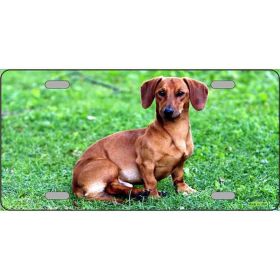 Dachshund 1 Metal License Plate