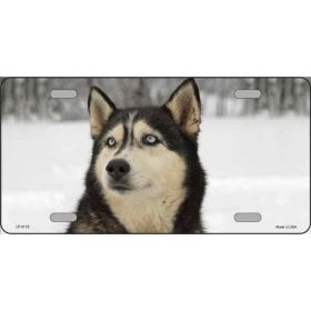 Siberian Husky 1 Metal License Plate