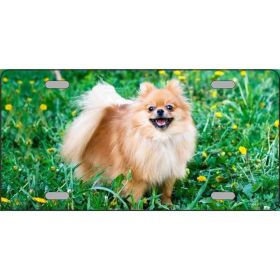 Pomeranian 1 Metal License Plate