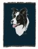 Border Collie Cotton Woven Throw
