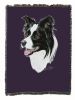 Border Collie Cotton Woven Throw