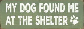 My Dog Found me at the Shelter