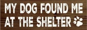 My Dog Found me at the Shelter