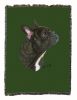 French Bulldog Cotton Woven Throw