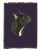 French Bulldog Cotton Woven Throw