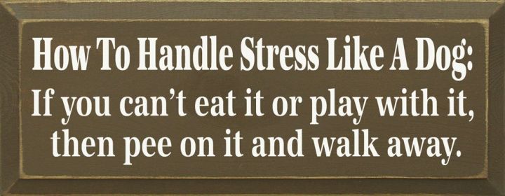 How to Handle Stress Like a Dog