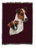 Jack Russell Terrier with Puppy Cotton Woven Throw