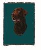 Labrador Retriever 1 - Chocolate - Cotton Woven Throw
