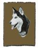 Siberian Husky 1 Cotton Woven Throw