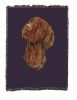 Vizsla Cotton Woven Throw